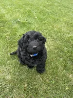 Shadow, a male Miniature Labradoodle for sale in Grabill, IN – Photo 3 of 10