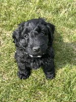 Shadow, a male Miniature Labradoodle for sale in Grabill, IN – Photo 6 of 10