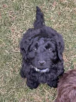 Shadow, a male Miniature Labradoodle for sale in Grabill, IN – Photo 2 of 10