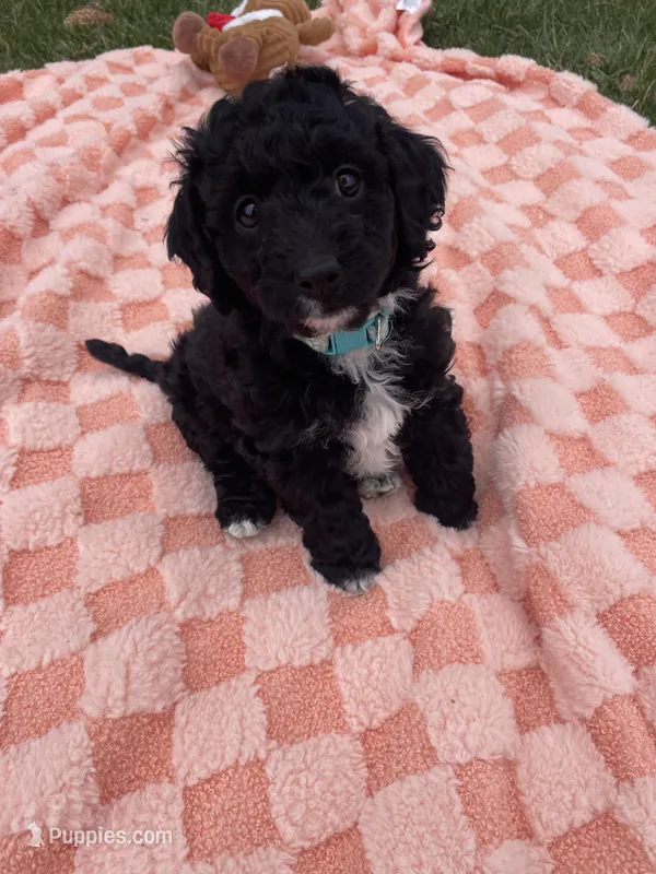 Daisy – Miniature Labradoodle puppy for sale in Grabill, IN