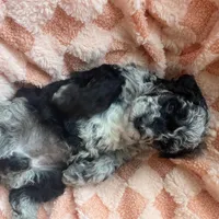 Willow, a female Miniature Labradoodle for sale in Grabill, IN – Photo 5 of 9