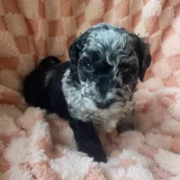 Willow, a female Miniature Labradoodle for sale in Grabill, IN – Photo 4 of 9