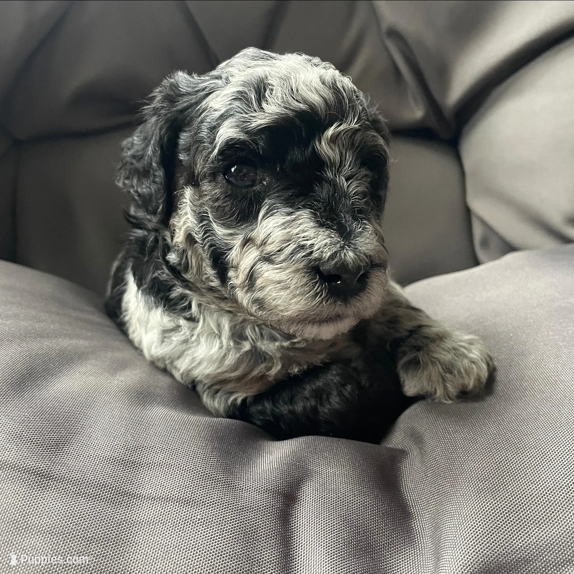 Willow, a female Miniature Labradoodle for sale in Grabill, IN – Photo 7 of 9