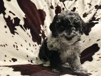 Willow, a female Miniature Labradoodle for sale in Grabill, IN – Photo 3 of 9