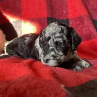Willow, a female Miniature Labradoodle for sale in Grabill, IN – Photo 6 of 9
