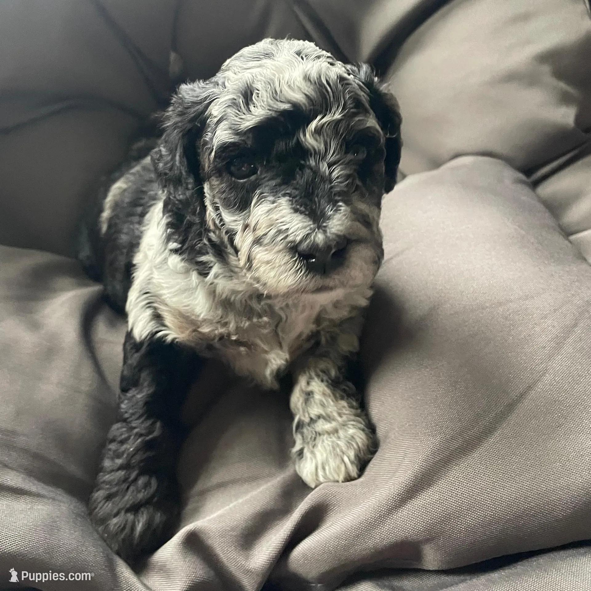 Willow, a female Miniature Labradoodle for sale in Grabill, IN – Photo 9 of 9