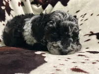 Willow, a female Miniature Labradoodle for sale in Grabill, IN – Photo 1 of 9