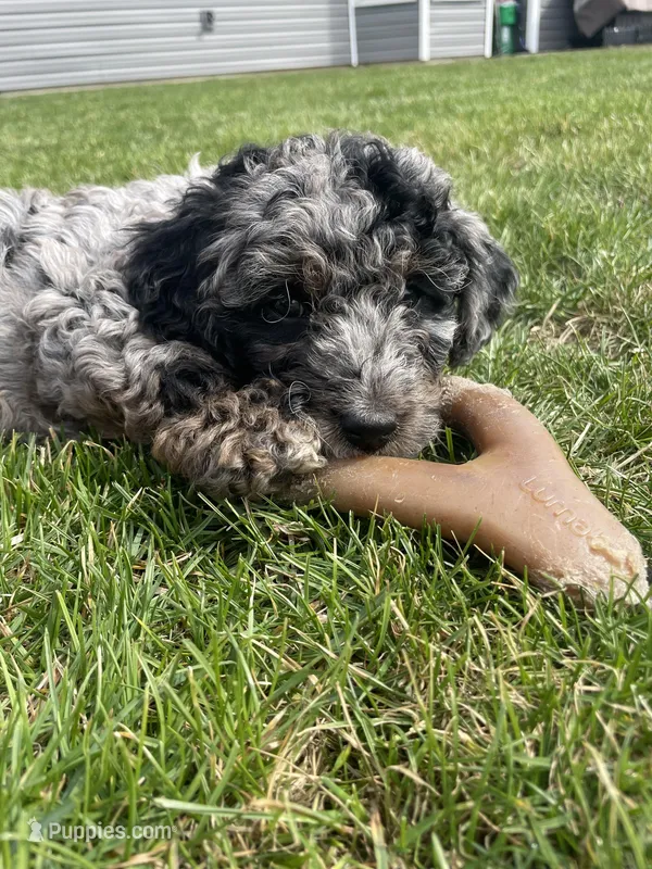 Comet – Miniature Labradoodle puppy for sale in Grabill, IN