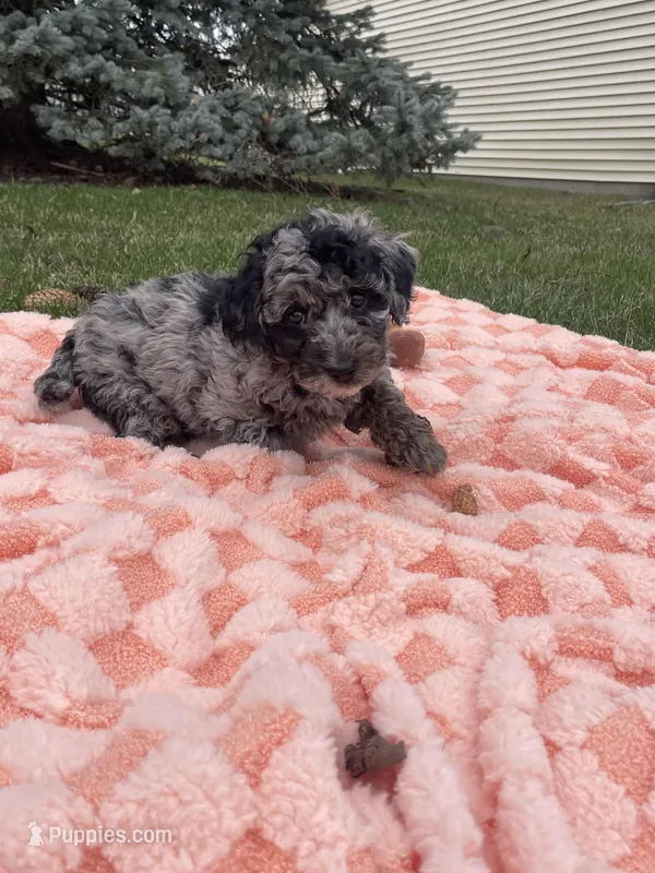 Comet – Miniature Labradoodle puppy for sale in Grabill, IN