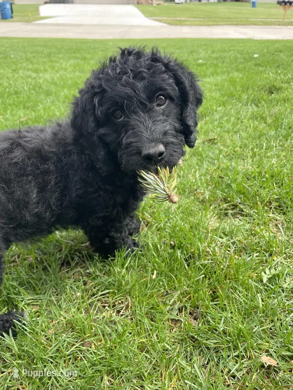 Sailor – Miniature Labradoodle puppy for sale in Grabill, IN