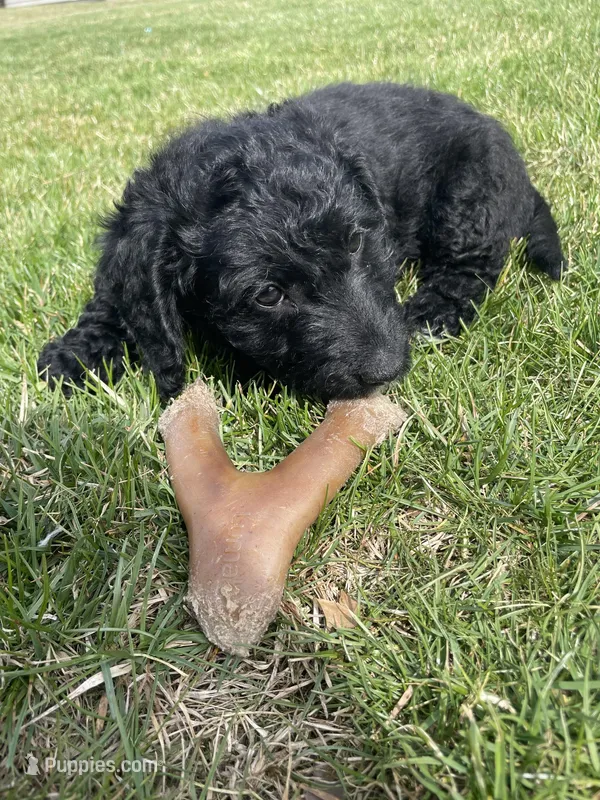Sailor – Miniature Labradoodle puppy for sale in Grabill, IN