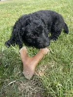 Sailor, a male Miniature Labradoodle for sale in Grabill, IN – Photo 1 of 9