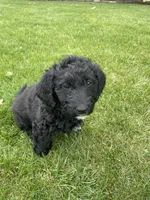 Sailor, a male Miniature Labradoodle for sale in Grabill, IN – Photo 2 of 9