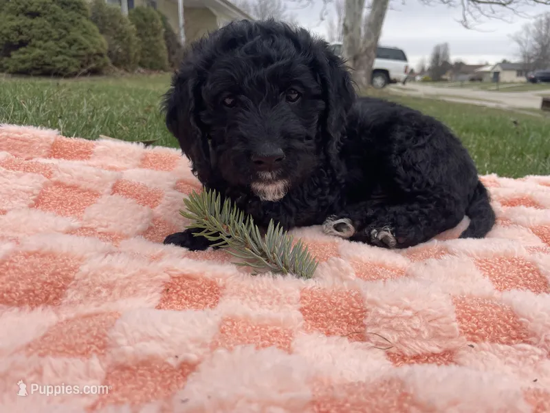 Sailor – Miniature Labradoodle puppy for sale in Grabill, IN