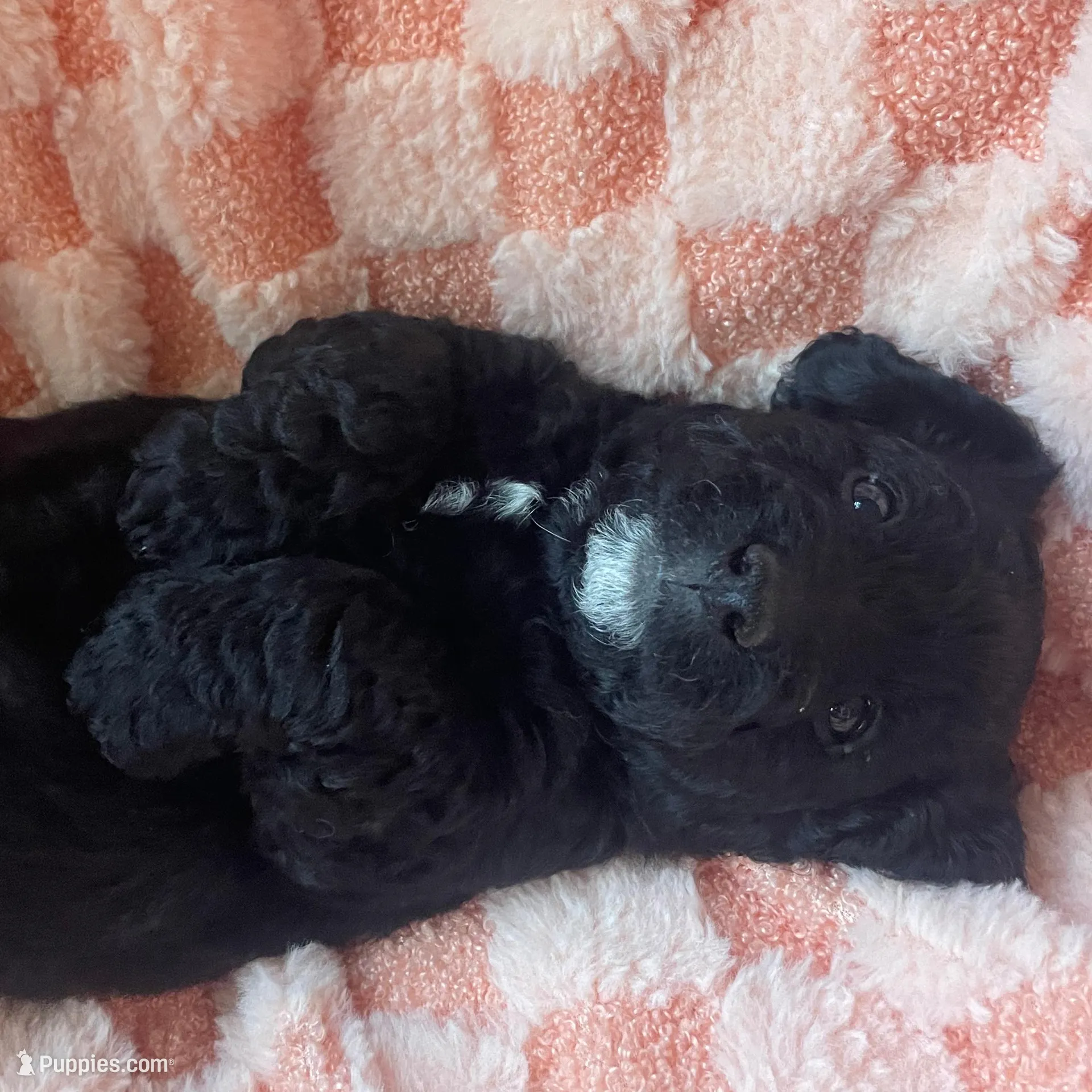 Sailor, a male Miniature Labradoodle for sale in Grabill, IN – Photo 8 of 9