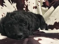 Sailor, a male Miniature Labradoodle for sale in Grabill, IN – Photo 6 of 9