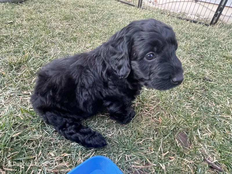 Sailor – Miniature Labradoodle puppy for sale in Grabill, IN