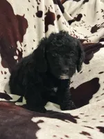 Sailor, a male Miniature Labradoodle for sale in Grabill, IN – Photo 7 of 9