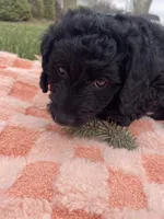 Sailor, a male Miniature Labradoodle for sale in Grabill, IN – Photo 5 of 9