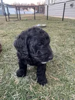Sailor, a male Miniature Labradoodle for sale in Grabill, IN – Photo 9 of 9
