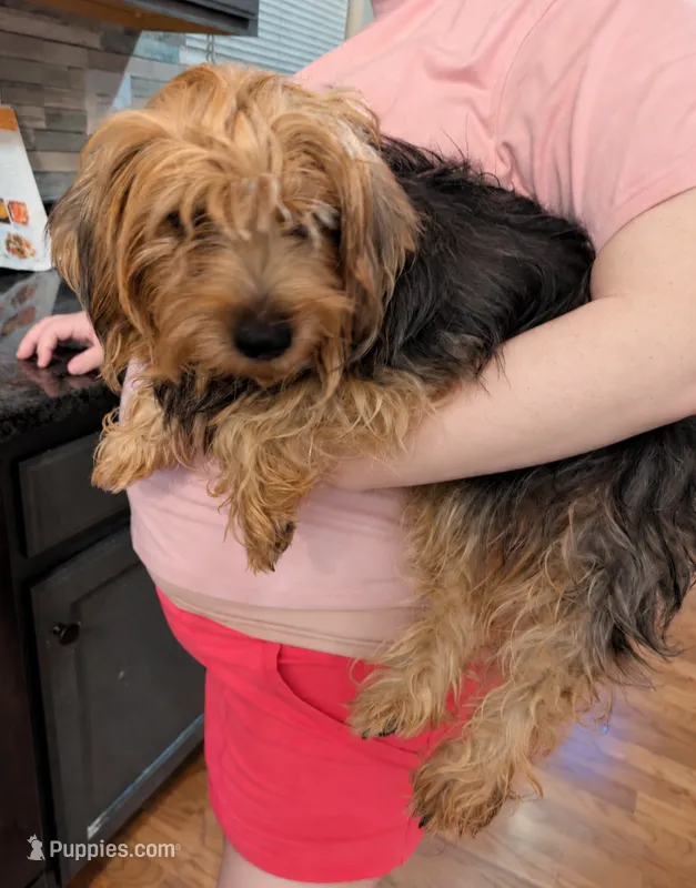 Bella – Yorkshire Terrier puppy for sale in Hamilton, OH