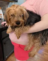Bella, a female Yorkshire Terrier for sale in Hamilton, OH – 1 of 1