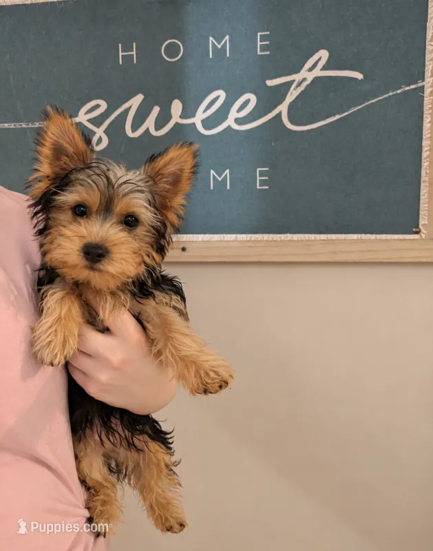 Callie – Yorkshire Terrier puppy for sale in Hamilton, OH