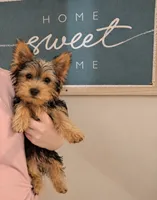 Callie, a female Yorkshire Terrier for sale in Hamilton, OH – 1 of 1