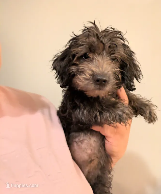 Dallas  – Miniature Goldendoodle puppy for sale in Hamilton, OH