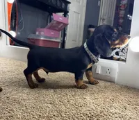 Frankie , a male Dachshund for sale in Hamilton, OH – 2 of 2