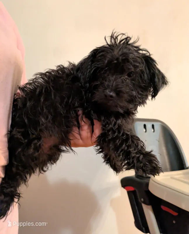Denver  – Miniature Goldendoodle puppy for sale in Hamilton, OH