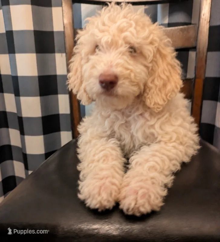 Teddy – Goldendoodle puppy for sale in Hamilton, OH