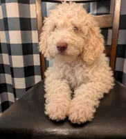 Teddy, a male Goldendoodle for sale in Hamilton, OH – 1 of 1