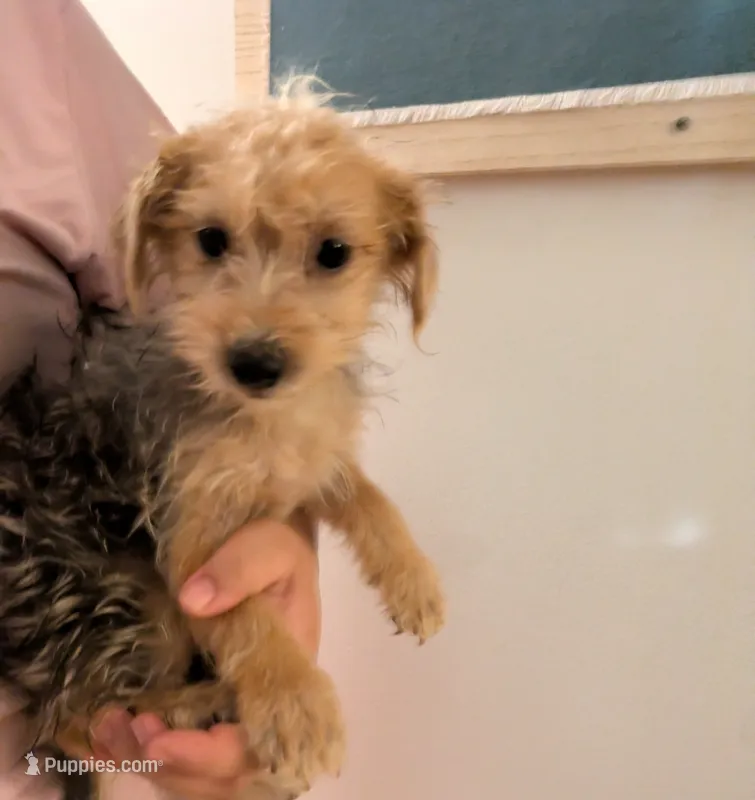 Louis  – Yorkshire Terrier puppy for sale in Hamilton, OH