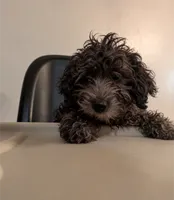 Denver , a male Miniature Goldendoodle for sale in Hamilton, OH – 2 of 2