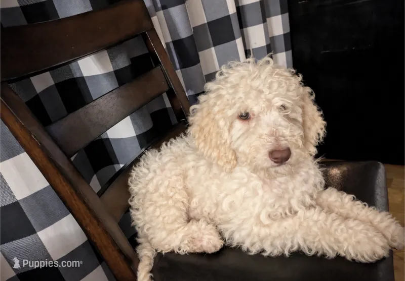 Augusta – Golden Retriever, Poodle - Standard  puppy for sale in Hamilton, OH