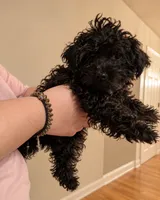 Dallas , a male Miniature Goldendoodle for sale in Hamilton, OH – 1 of 1