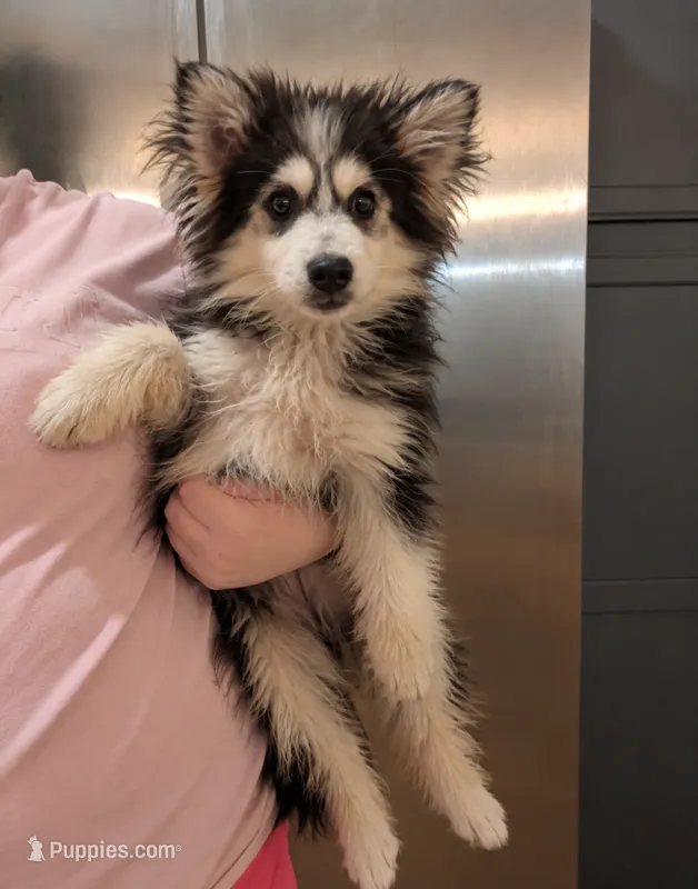 Loki – Alaskan Malamute puppy for sale in Hamilton, OH