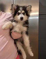 Loki, a male Alaskan Malamute for sale in Hamilton, OH – 1 of 1