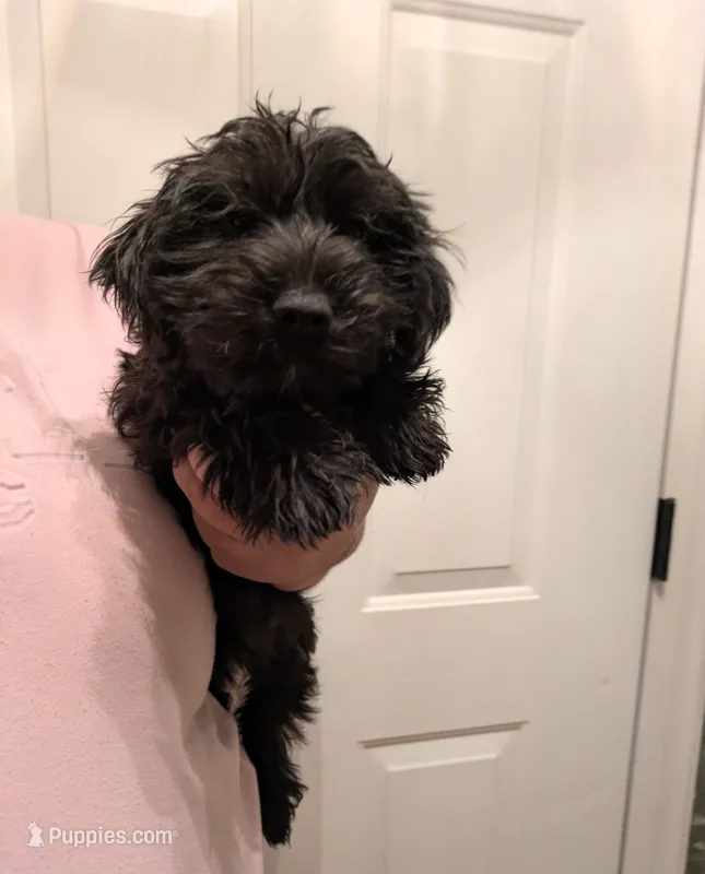 Houston – Miniature Goldendoodle puppy for sale in Hamilton, OH