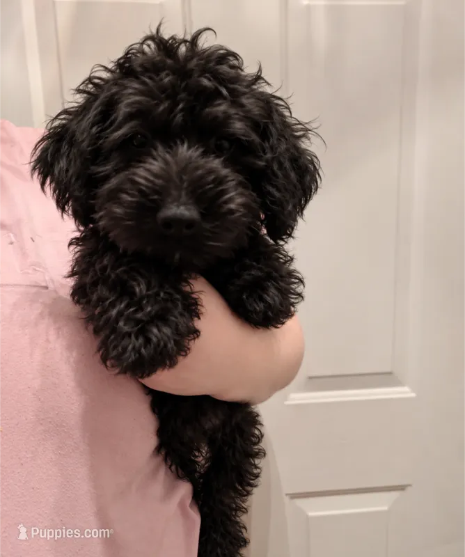 Houston – Miniature Goldendoodle puppy for sale in Hamilton, OH