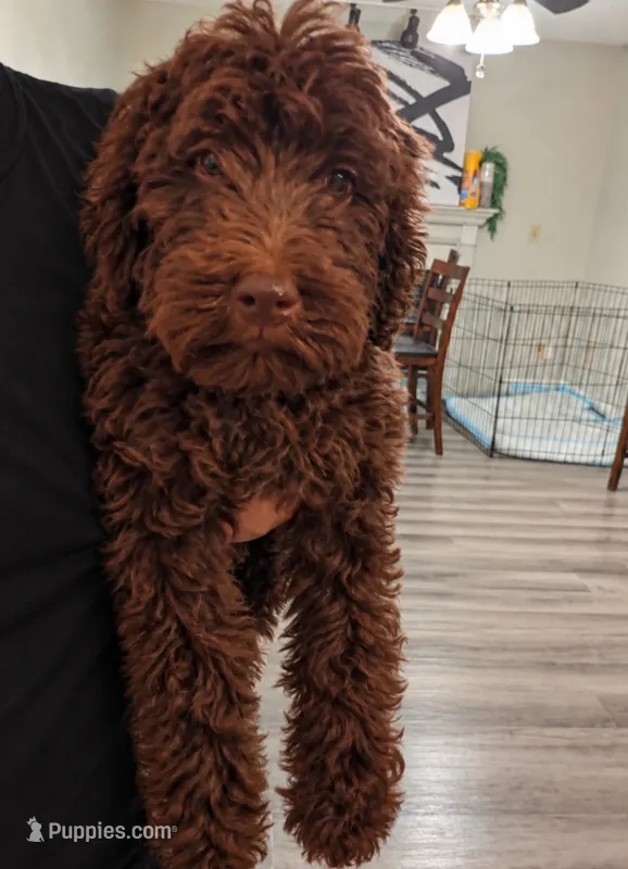 Bruno – Miniature Goldendoodle puppy for sale in Hamilton, OH
