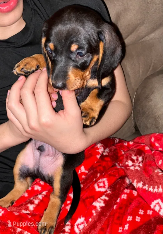 Frankie  – Dachshund puppy for sale in Hamilton, OH