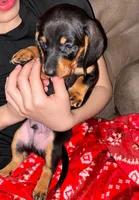 Frankie , a male Dachshund for sale in Hamilton, OH – 1 of 2