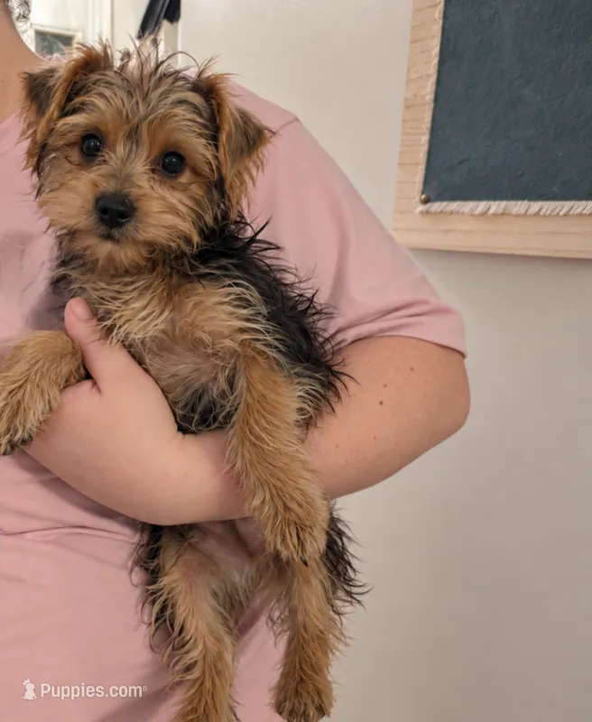 Louis  – Yorkshire Terrier puppy for sale in Hamilton, OH
