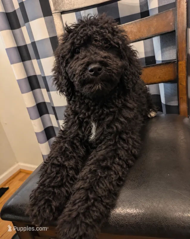 Layla – Golden Retriever, Poodle - Standard  puppy for sale in Hamilton, OH