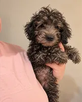 Denver , a male Miniature Goldendoodle for sale in Hamilton, OH – 1 of 2