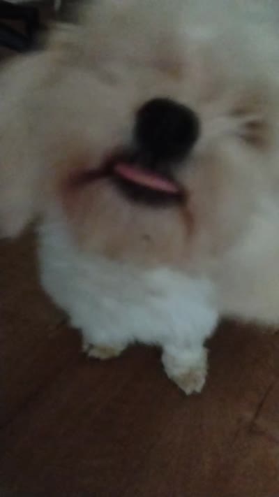 Bombona, a female Maltese for sale in Salem, OR – 2 of 2