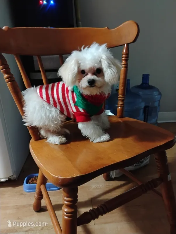 Bombona – Maltese puppy for sale in Salem, OR