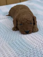 Ralph, a male Goldendoodle and Poodle - Toy  for sale in Knoxville, IA – Photo 2 of 3